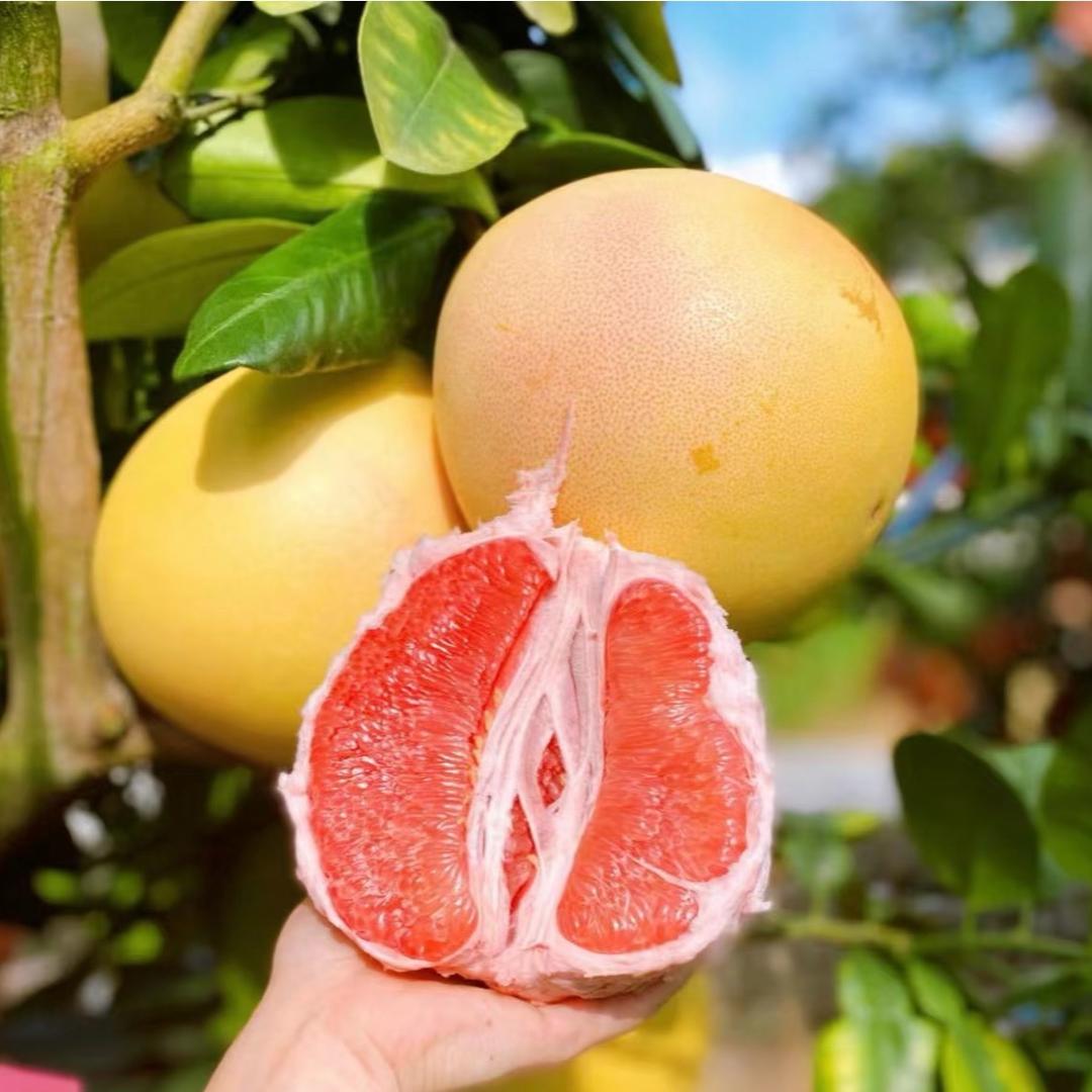 枝头鲜果🍊
