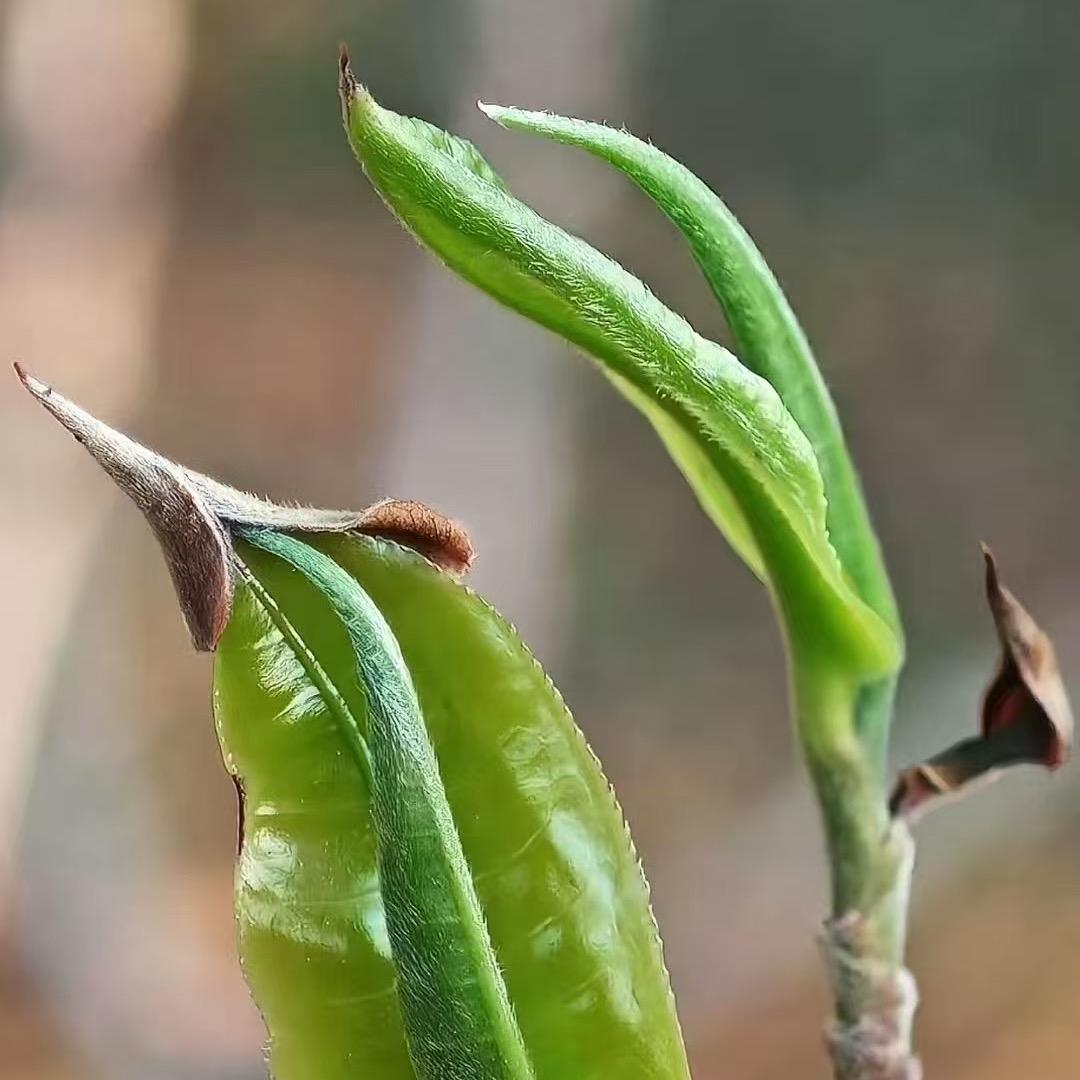 牛哥好茶-源头收茶