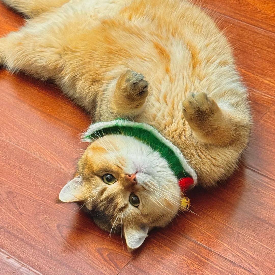 金吨吨大馋猫