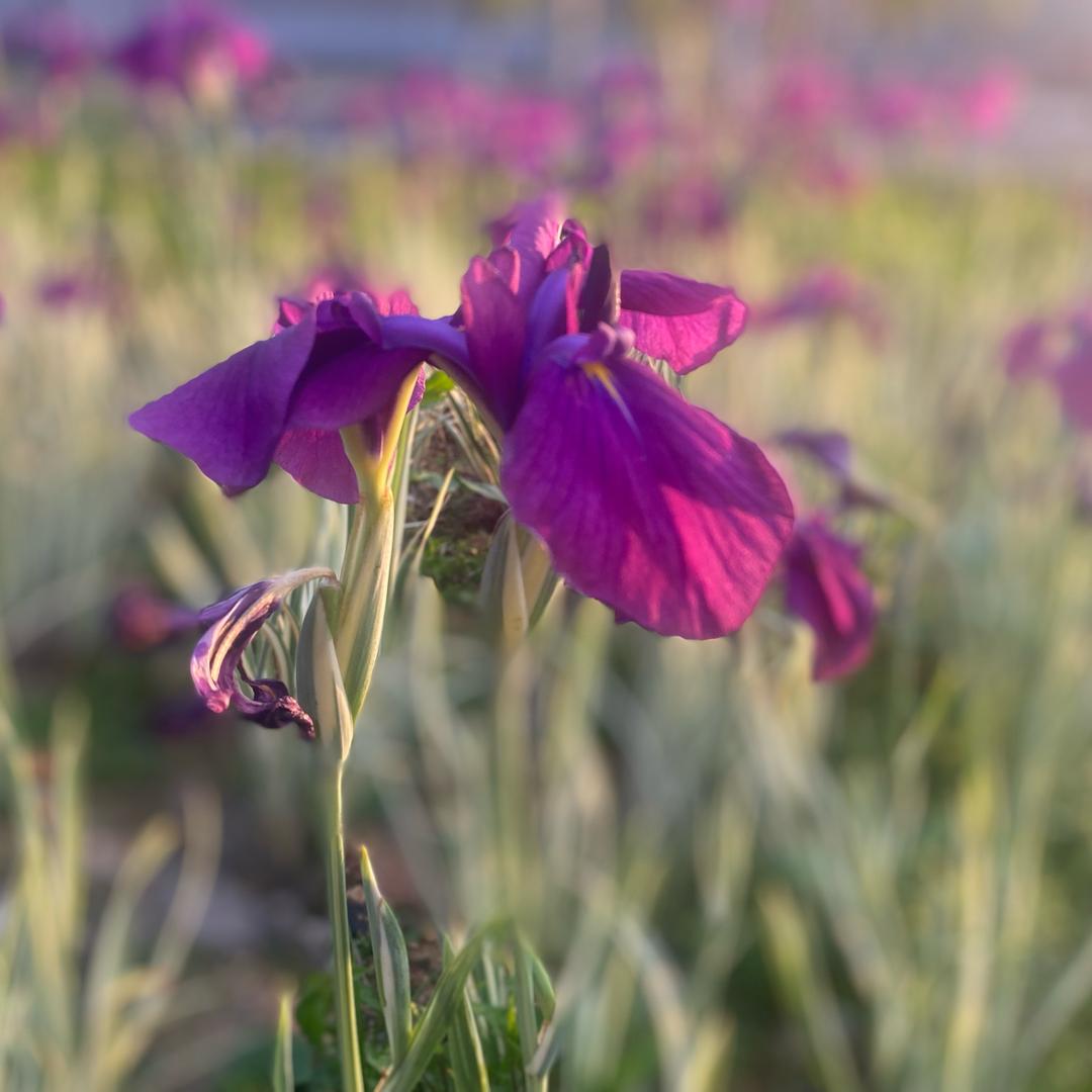 花开花落