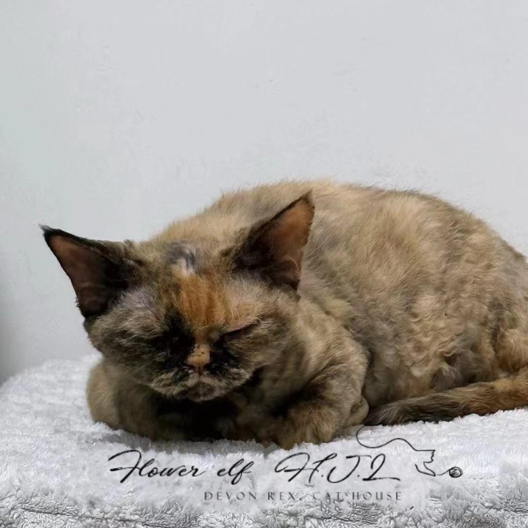 精灵德文卷毛猫