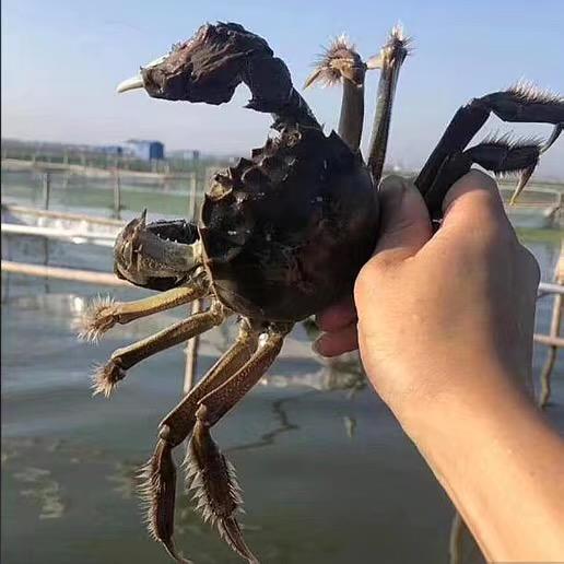 东营同辉水产优品小铺