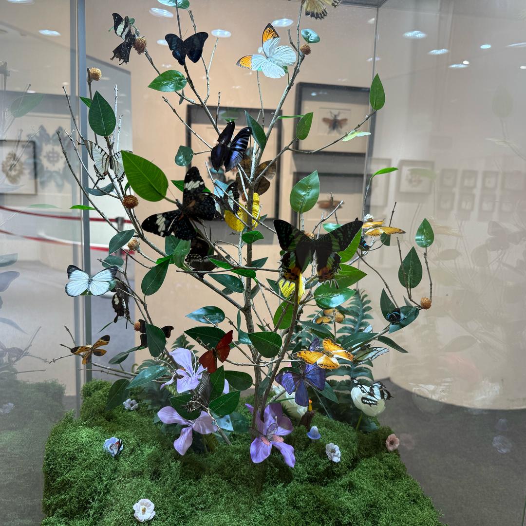 武汉活体昆虫博物馆总店