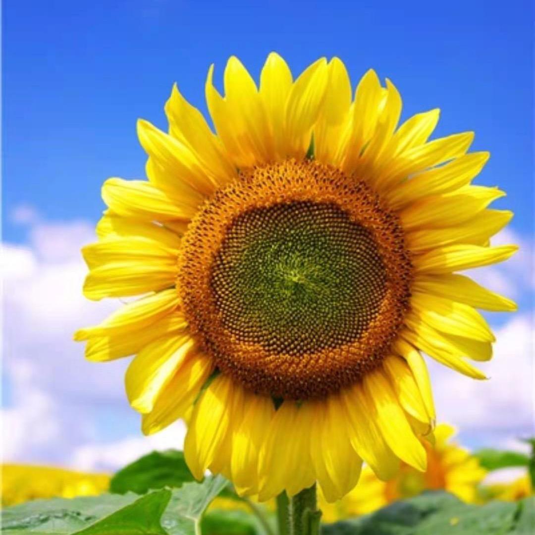 花生爱上花生酱