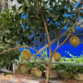 金鉴果木种植基地