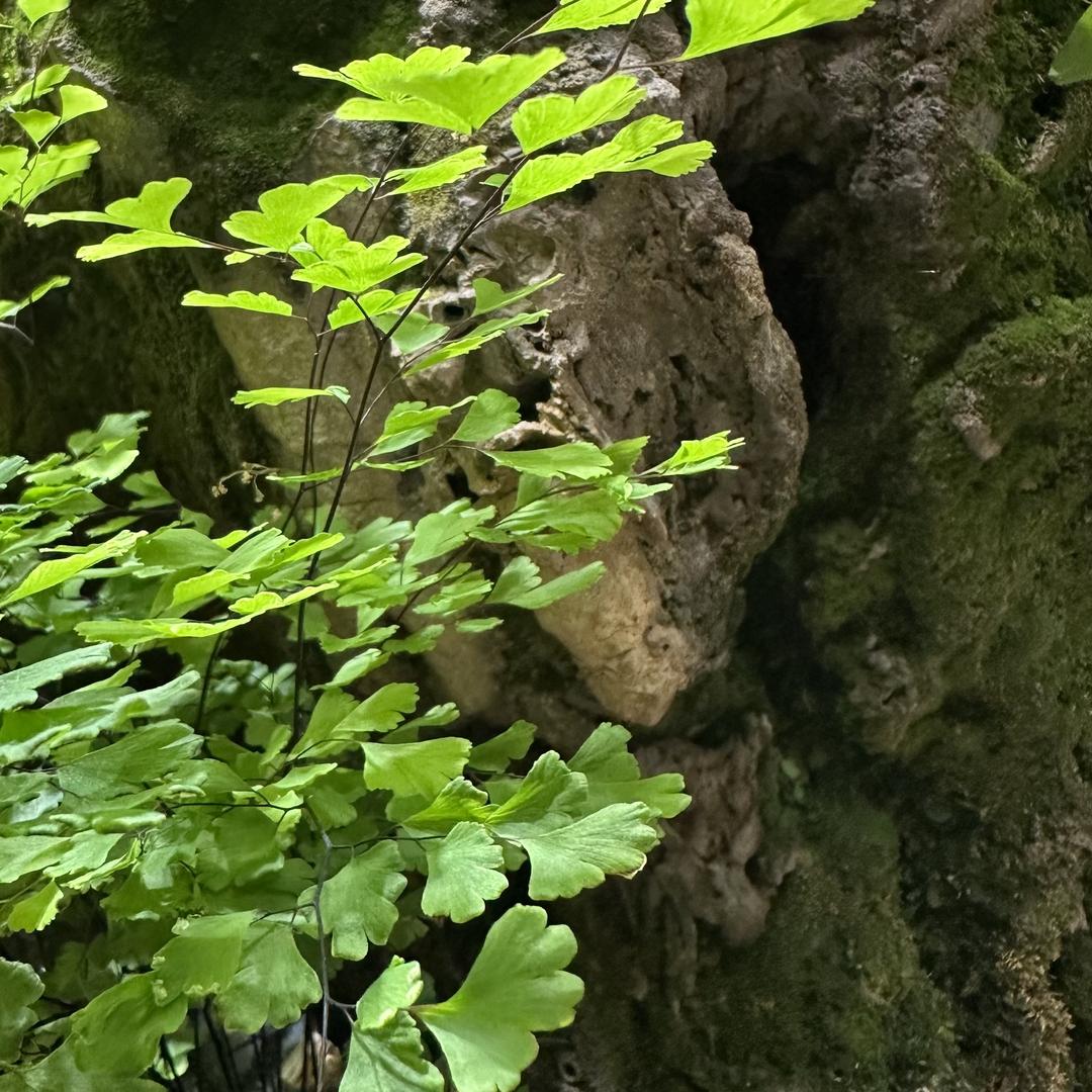 陕西茯茶
