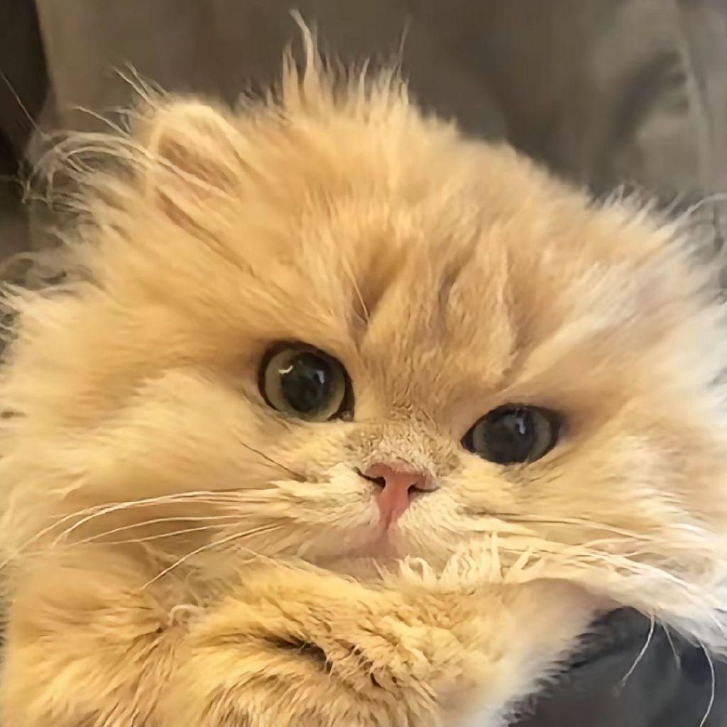 🍓 草莓嘉芝士