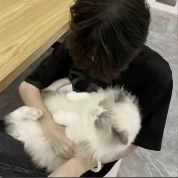 泊林
