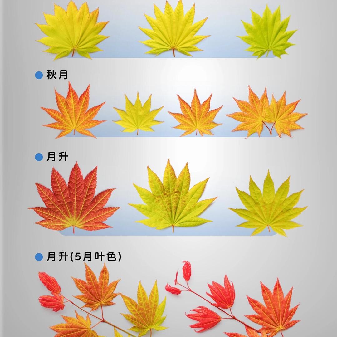 枫亦鸣园艺