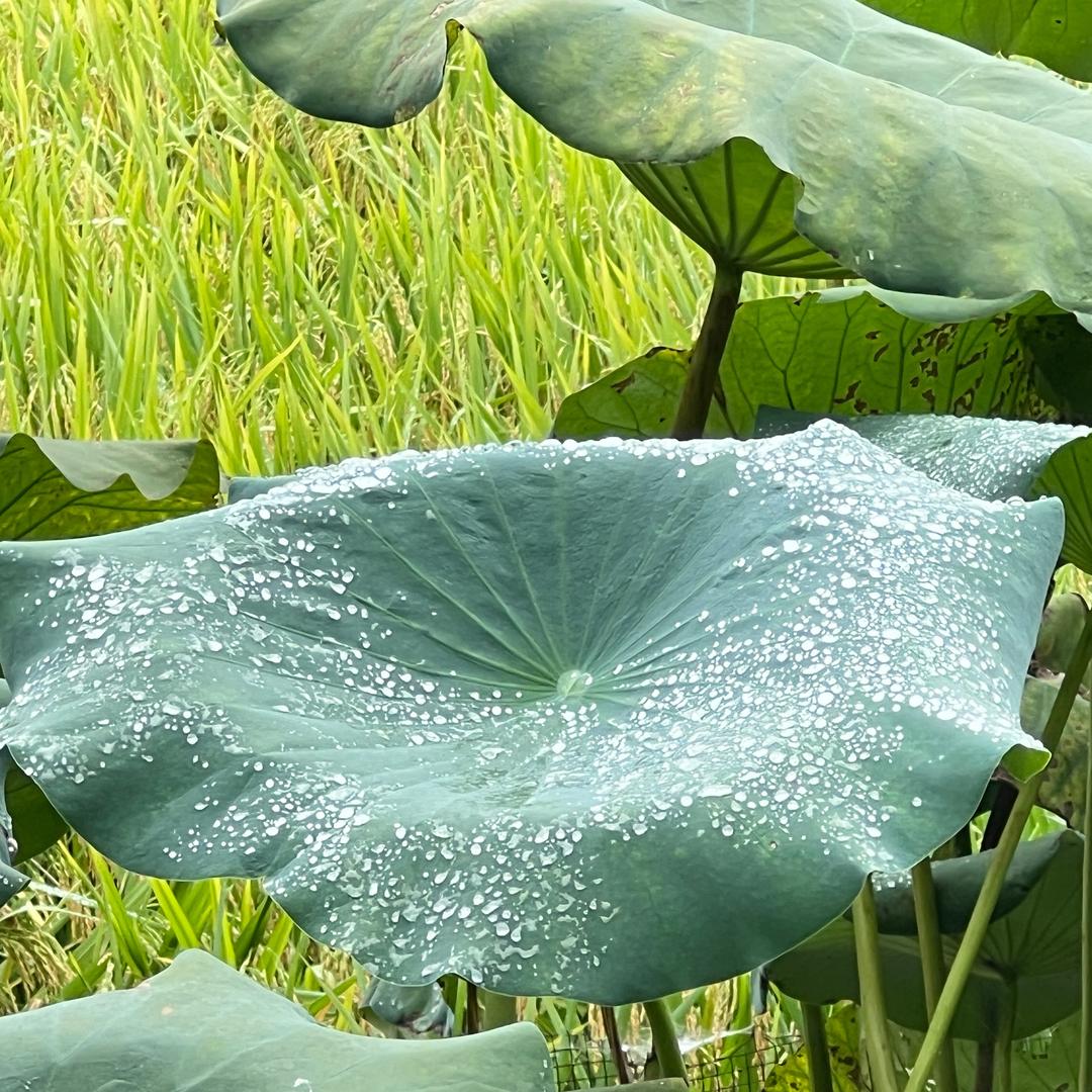 檬雨