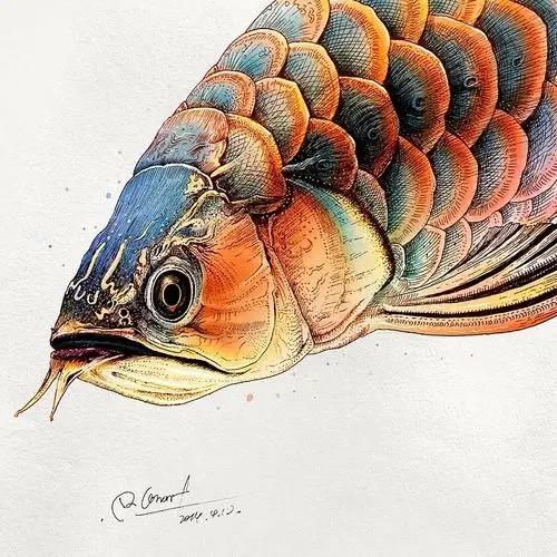 渔具圈直播运营