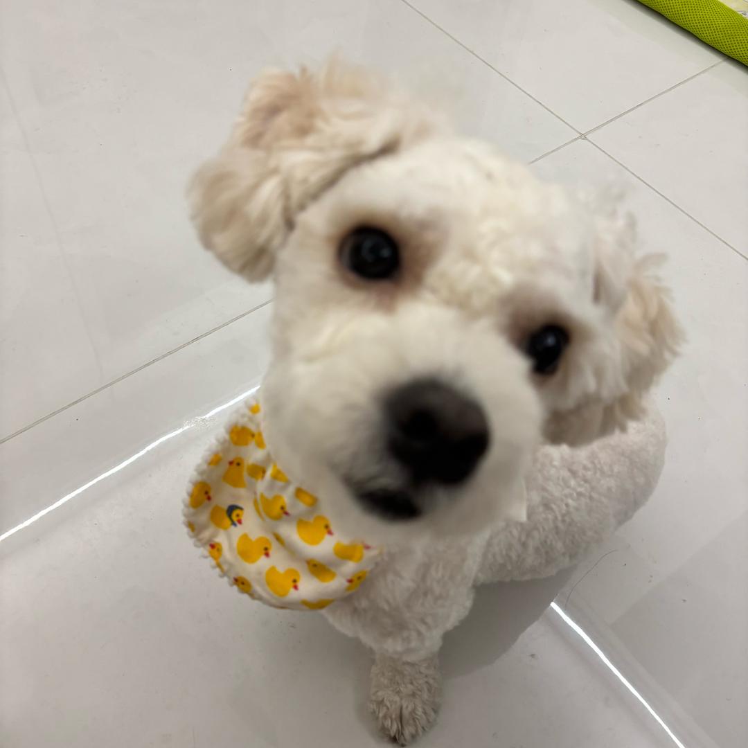 不知道叫什么