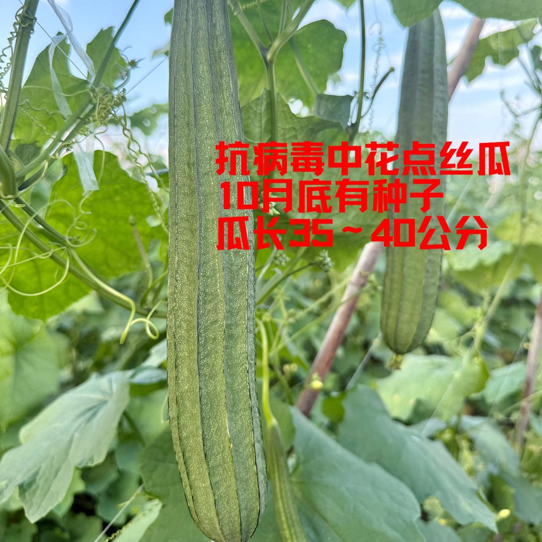 老刘的丝瓜日记°