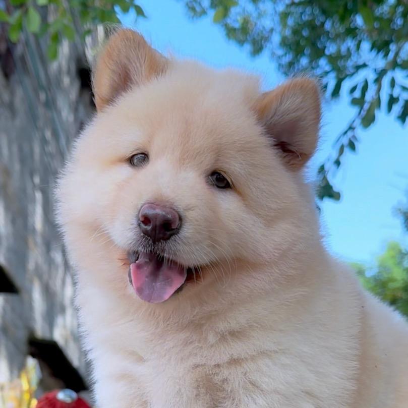 江门华哥田园犬