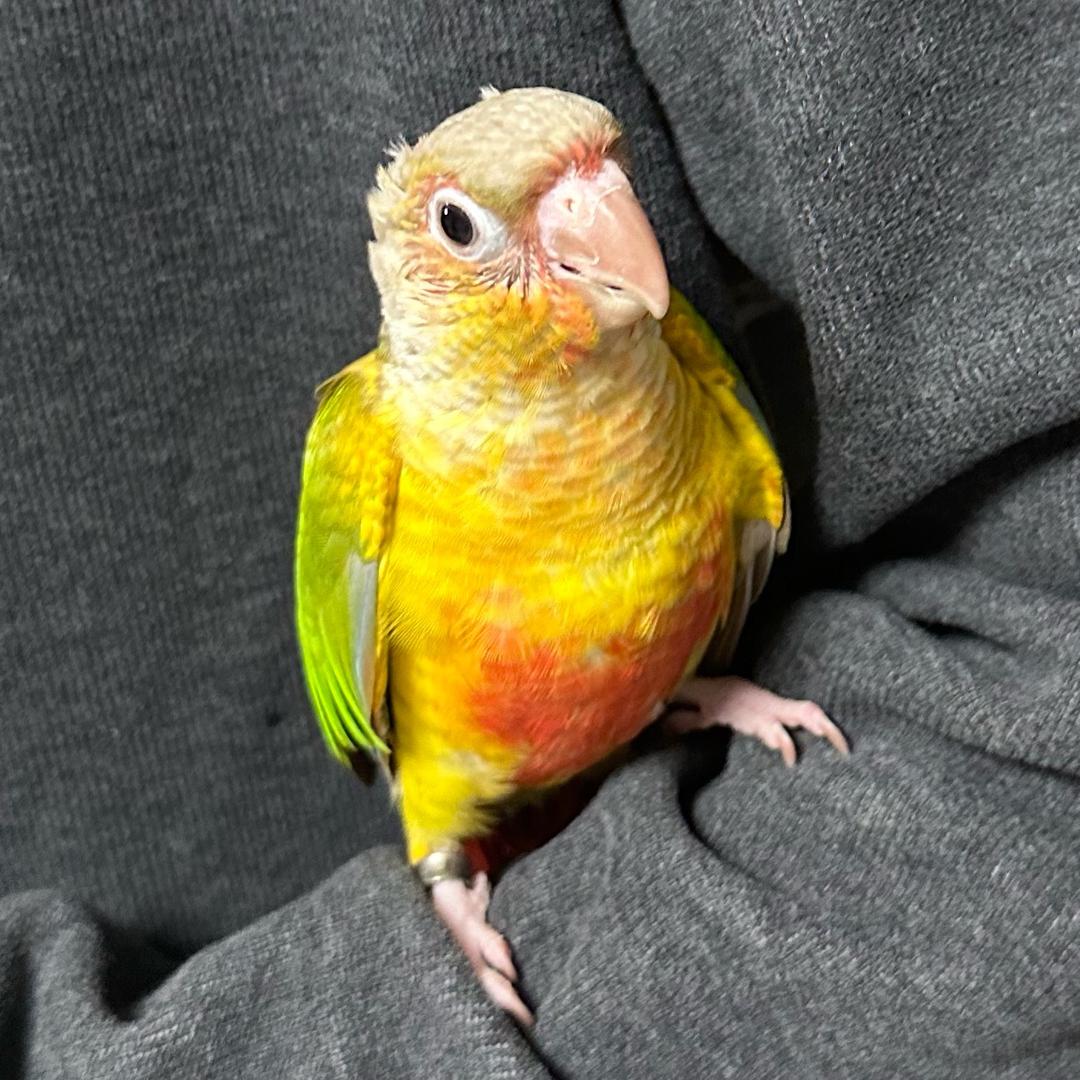 小太阳鹦鹉南瓜