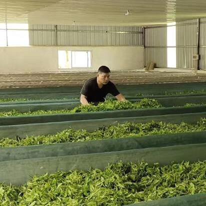 黄氏家族（茶）