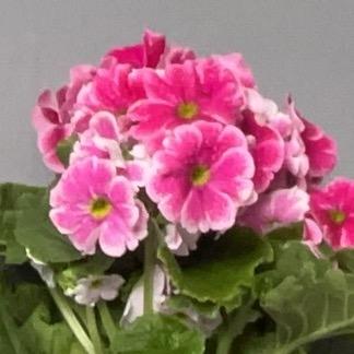 传齐文化主播大福