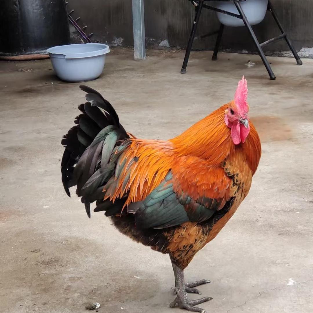 誉小聪养殖服务