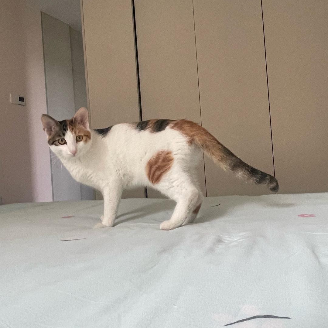 爱玩水的猫
