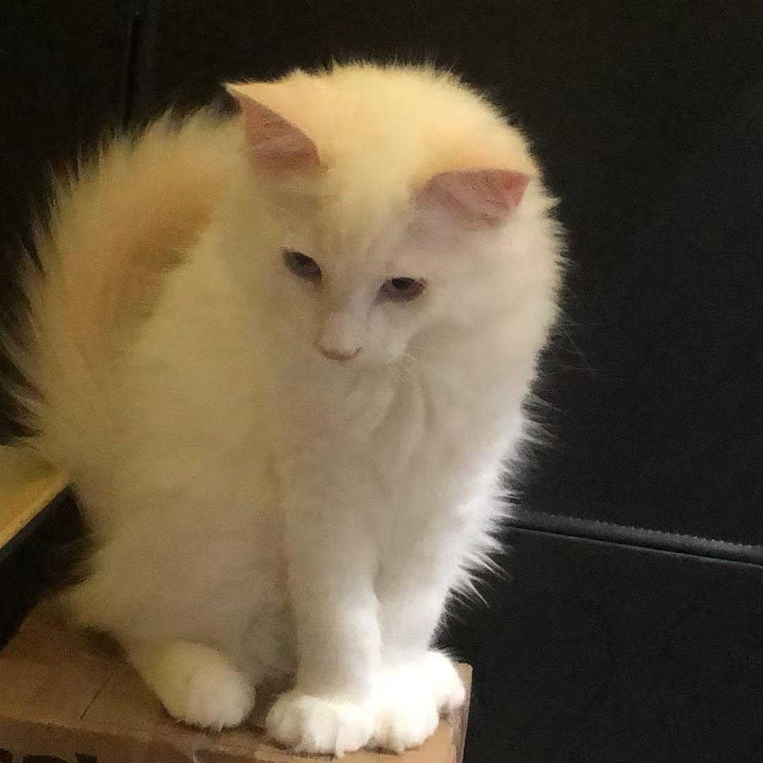 静