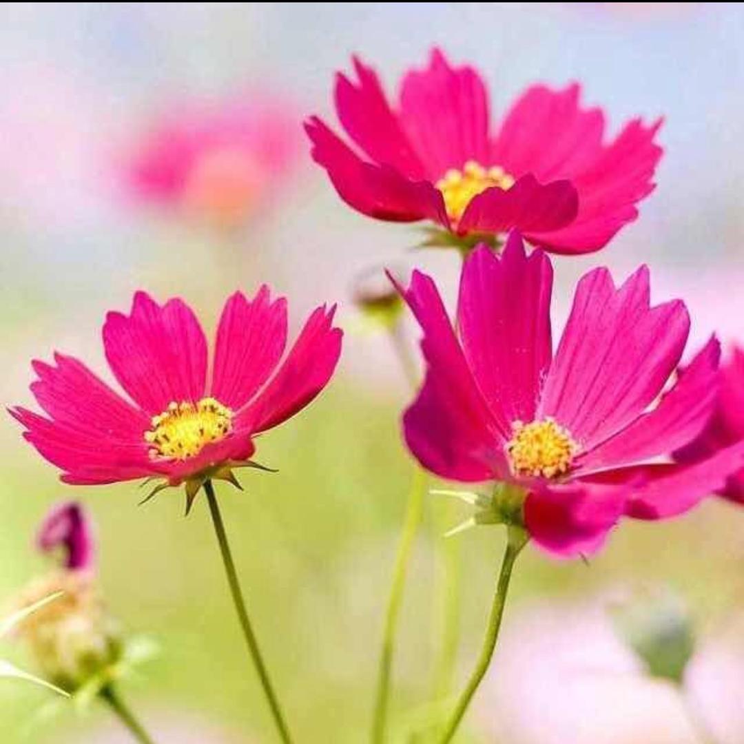俩枝花