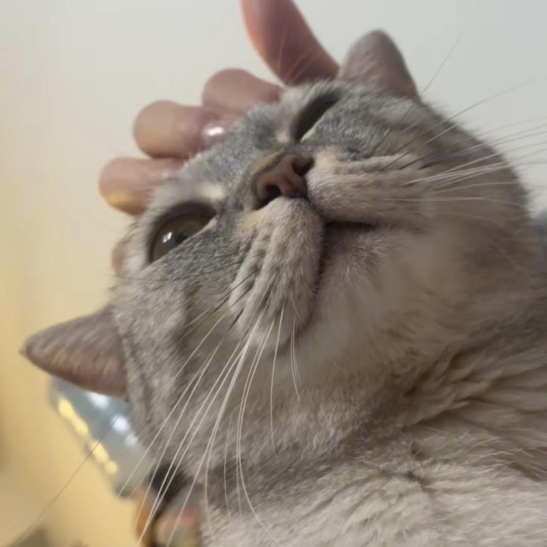 筱筱的猫