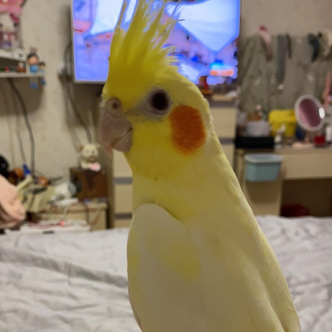 土耳其的梦