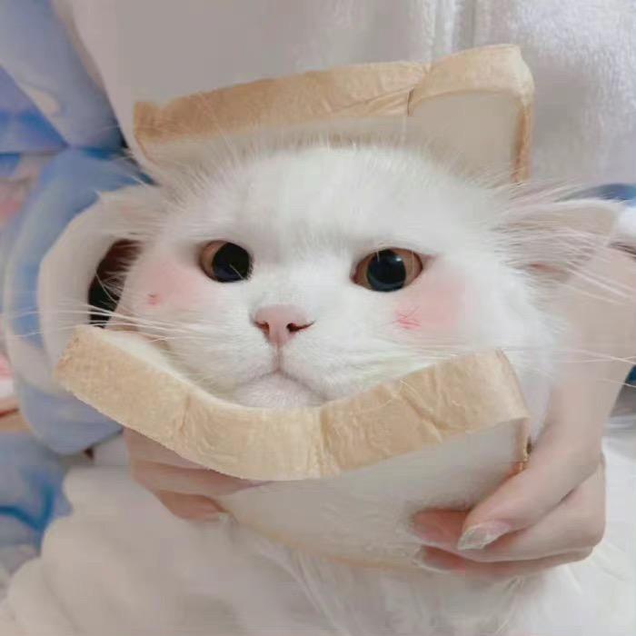 鱼丸爱吃草莓🍓