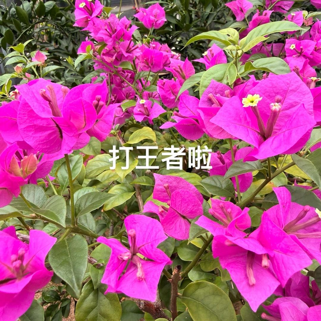 王者荣耀九州