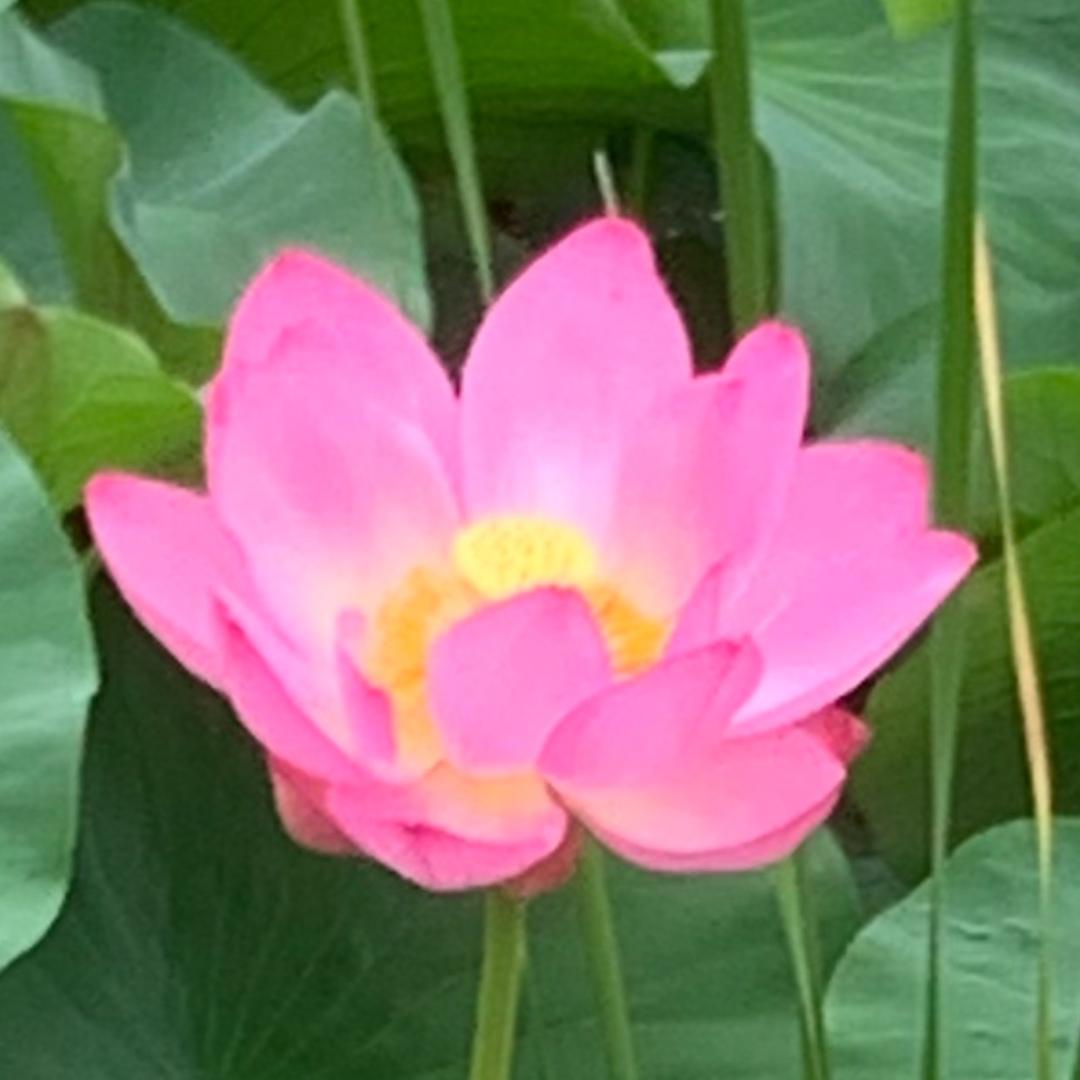 小迷糊3388