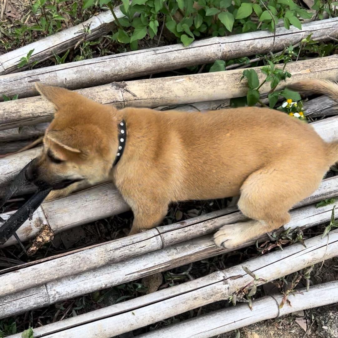 原创猎犬王