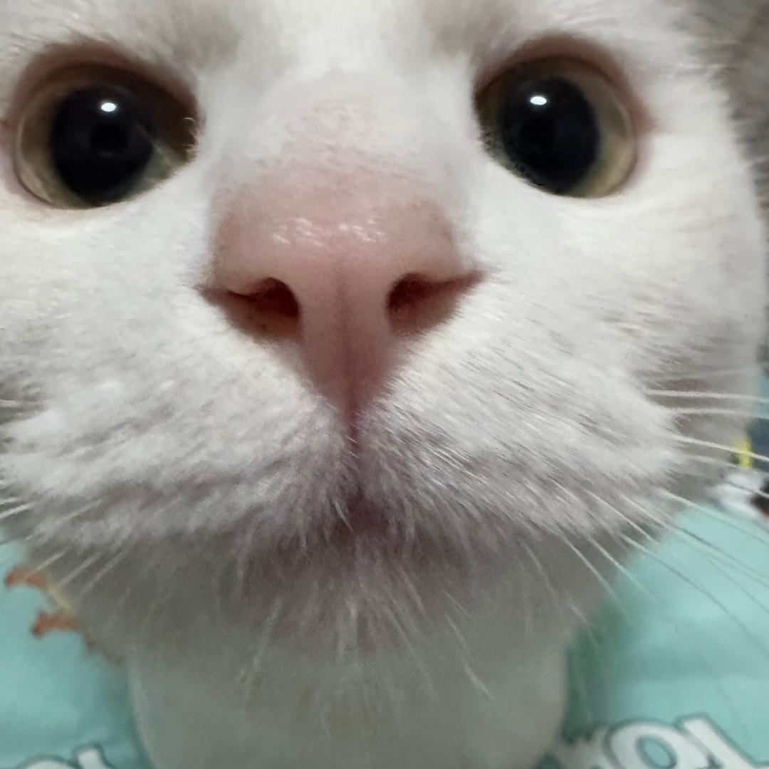 小乖不爱吃香菜