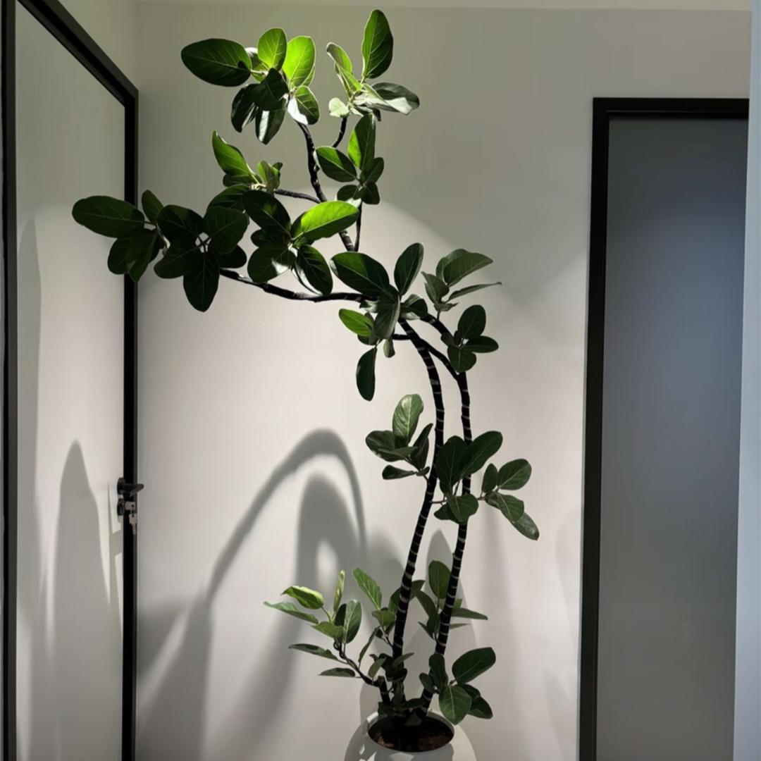 森禾种植基地-森木
