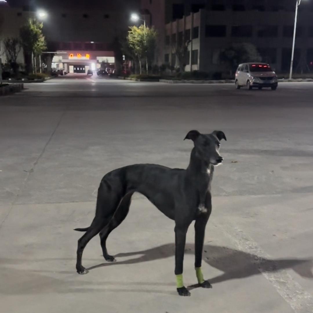 只调理精品 接受寄养 打场狗