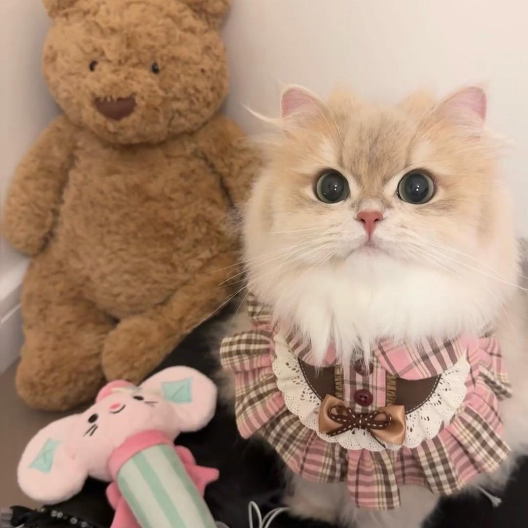 想做一只猪头像