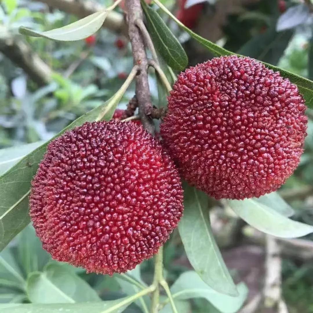 仙梅蜜语