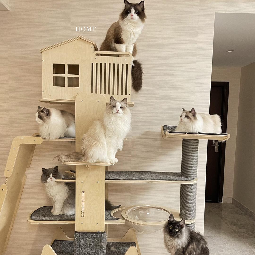 曾孃的好多喵🐱