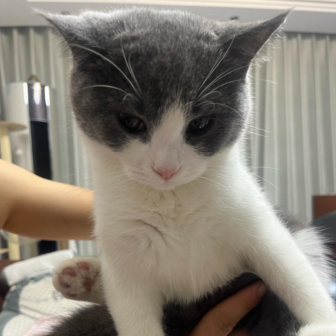 汤圆是只“猪”🐱