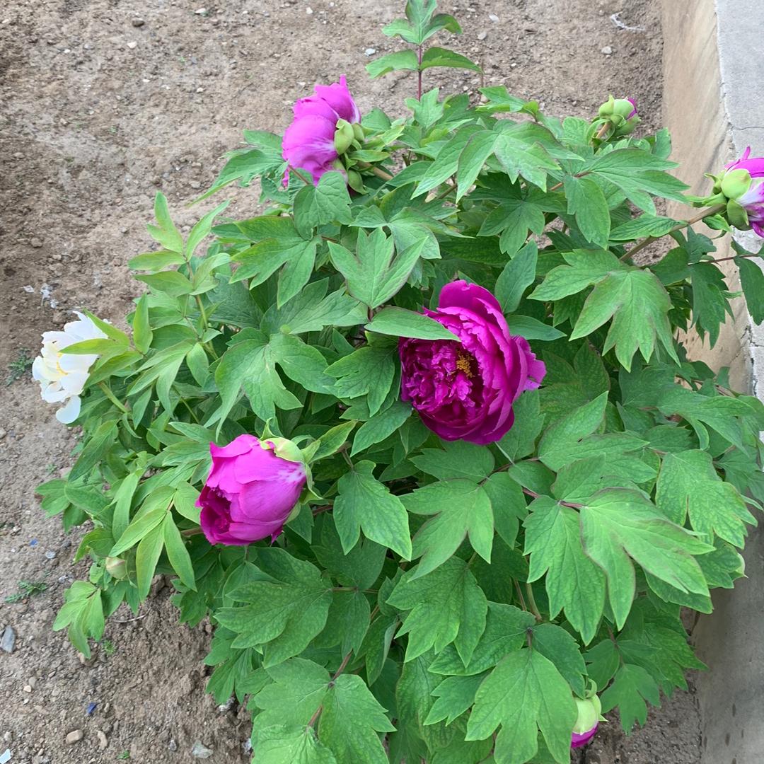 秋菊（拒私聊）