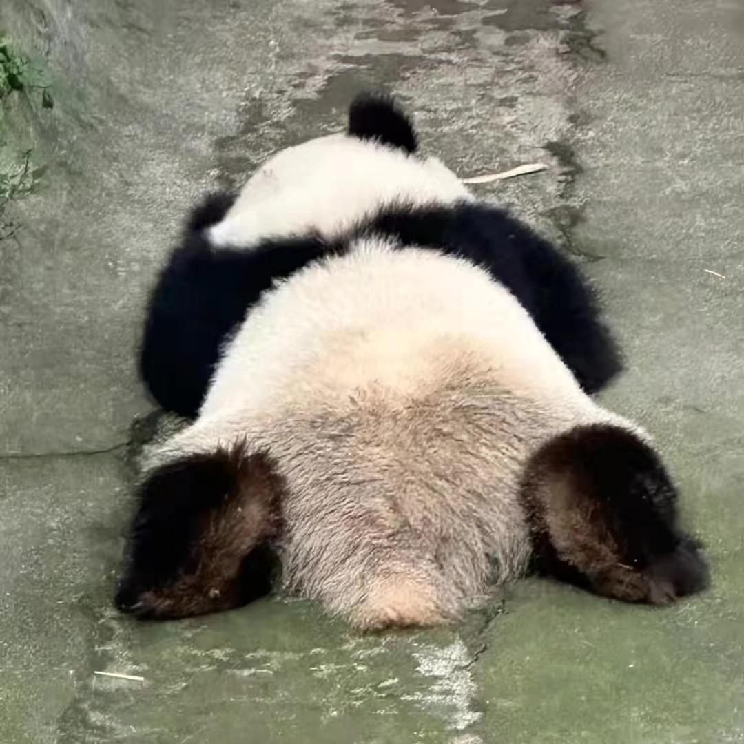 熊猫扒