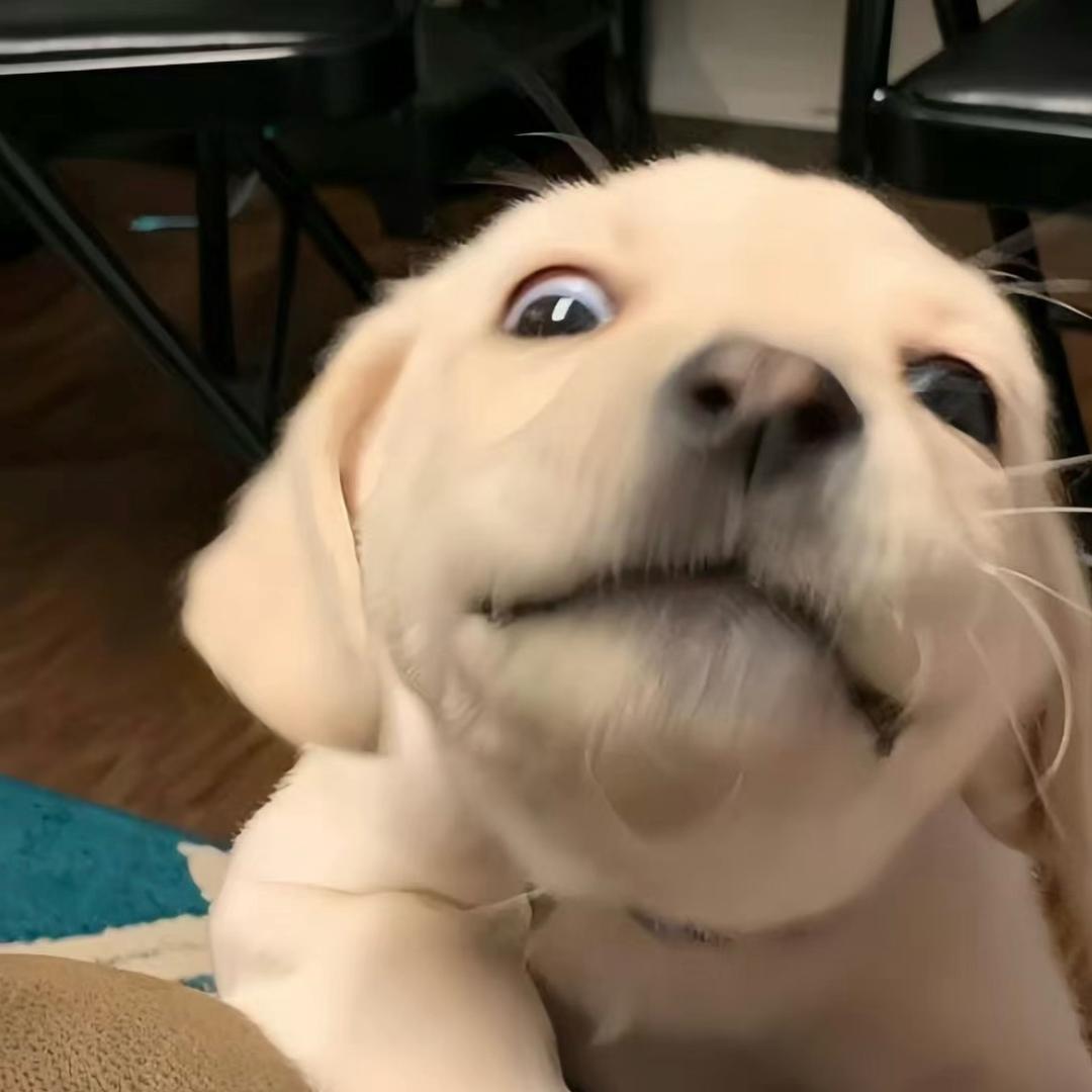 @摆烂小鱼