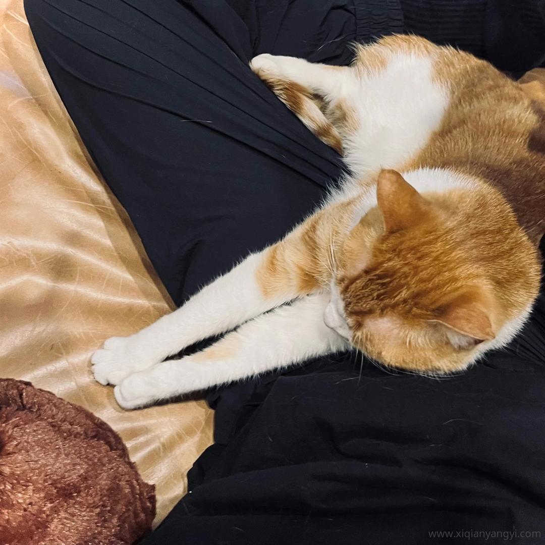 封闭货车的猫_