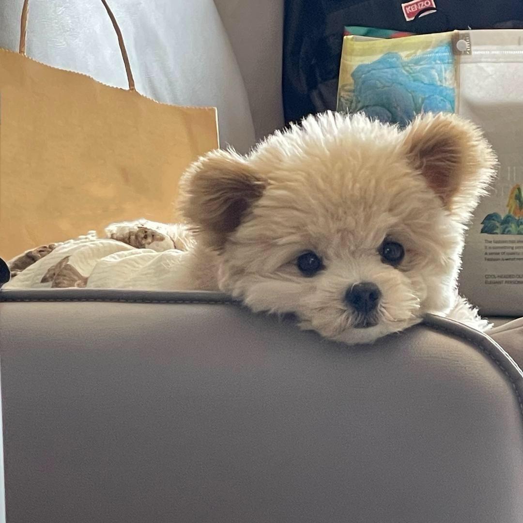 核桃小熊