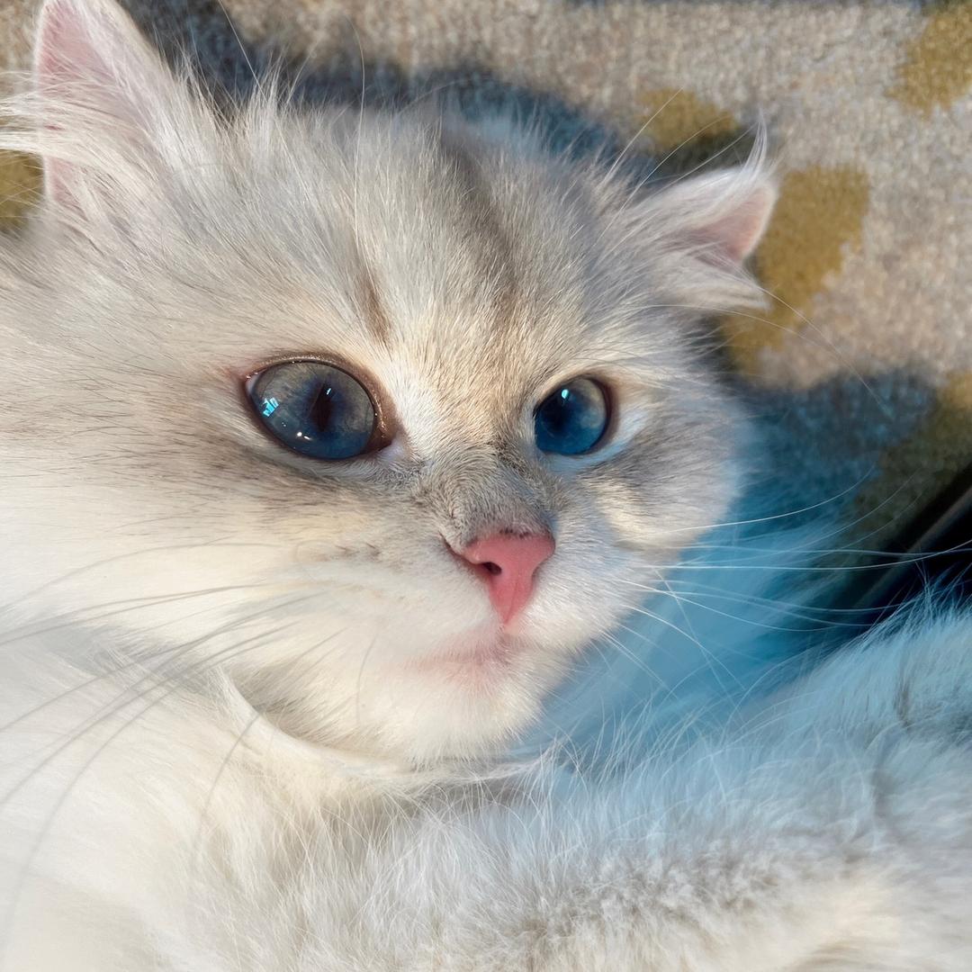 猴哥