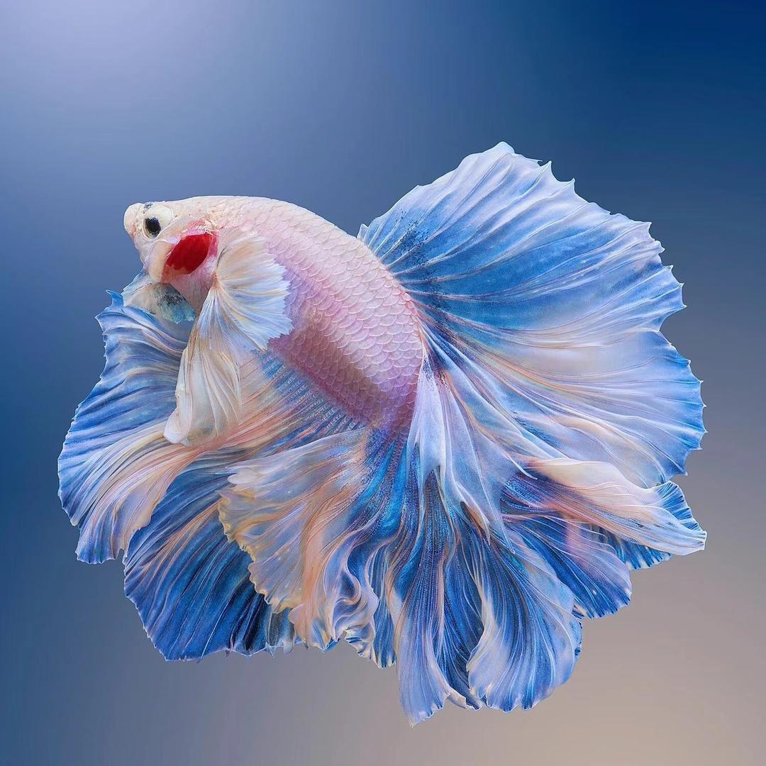 兄弟水族精选