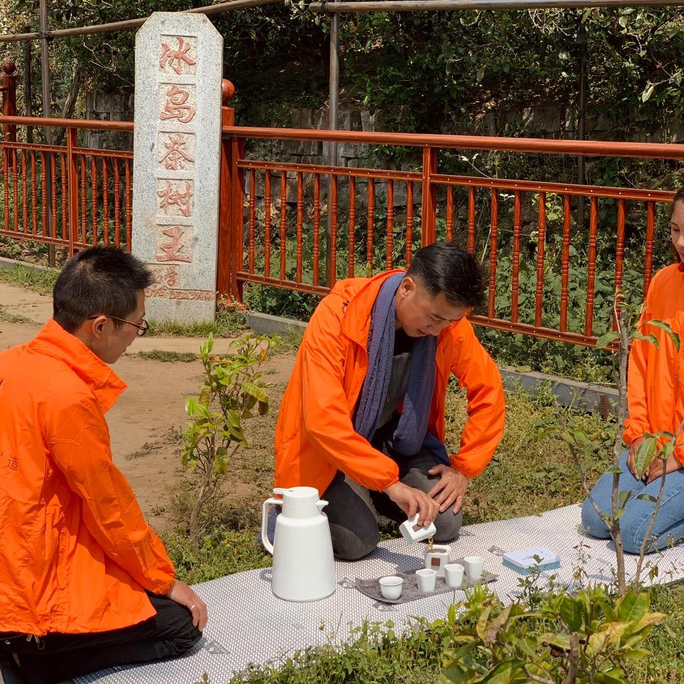 冰岛茶大地哥名山古树推广中心
