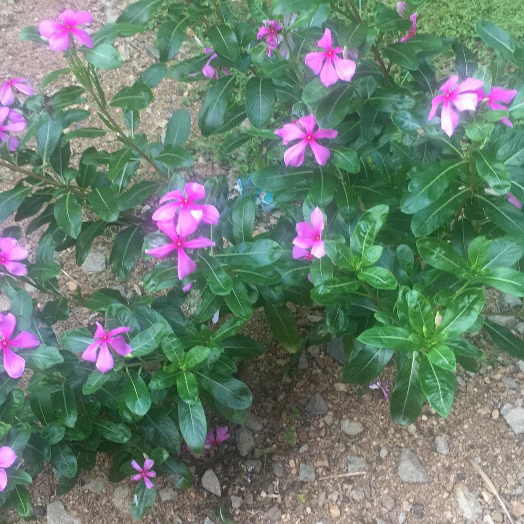 小苹果@