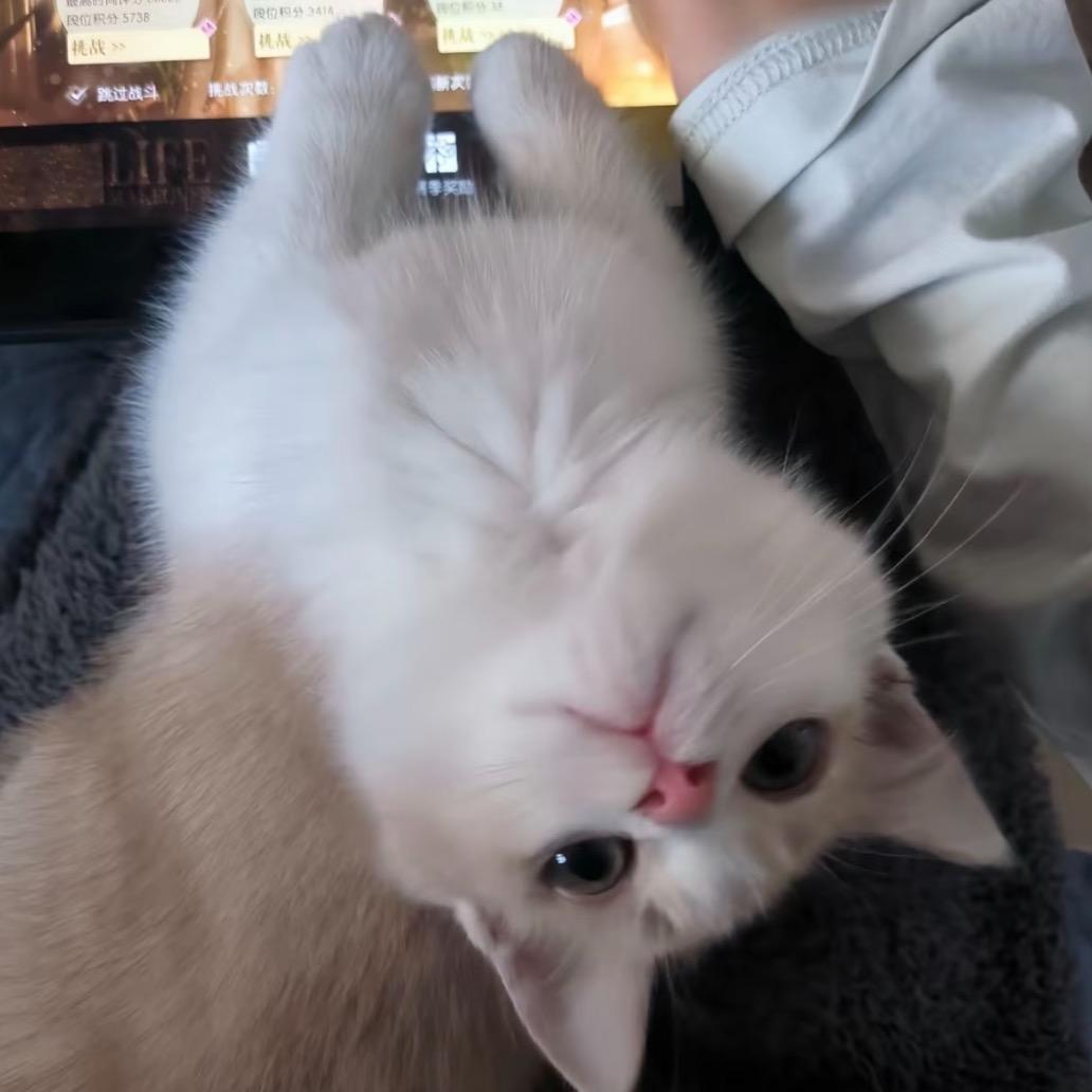 喵屋屋宠物用品