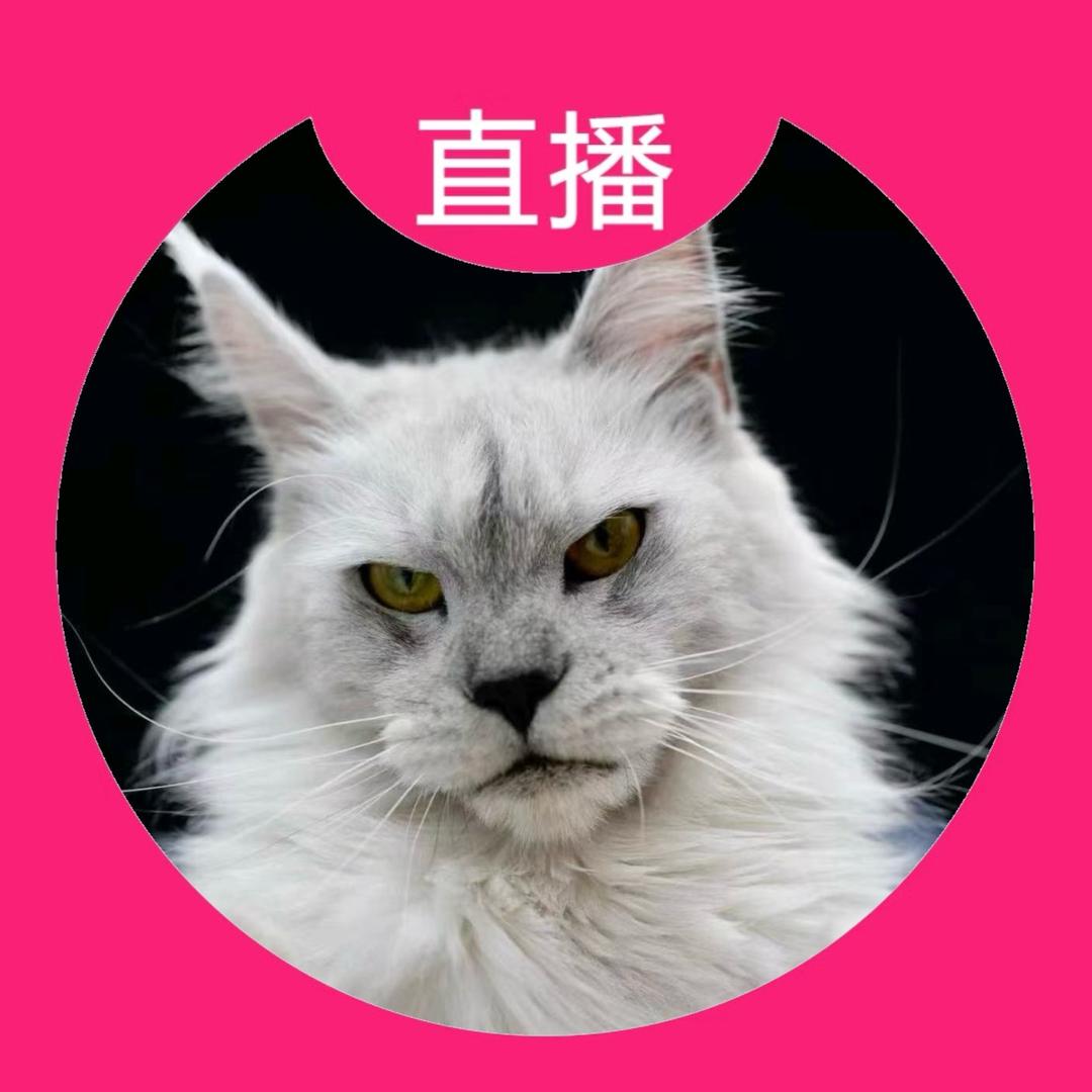 猫奶奶家缅因西森猫小宇