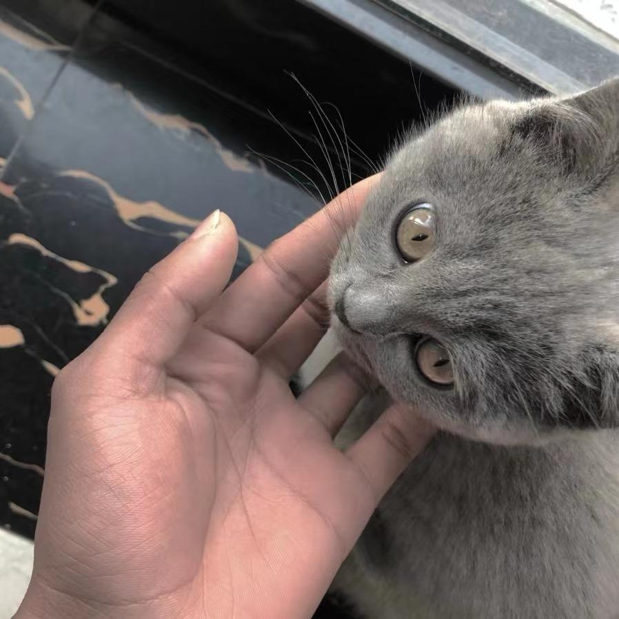 杨 .